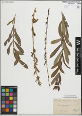 Foto von Salix purpurea L.